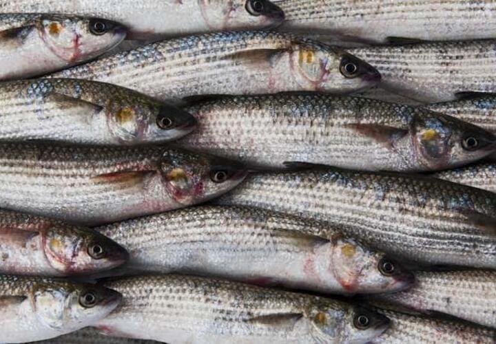 На Кубани задержали более трех тонн немаркировнной рыбы