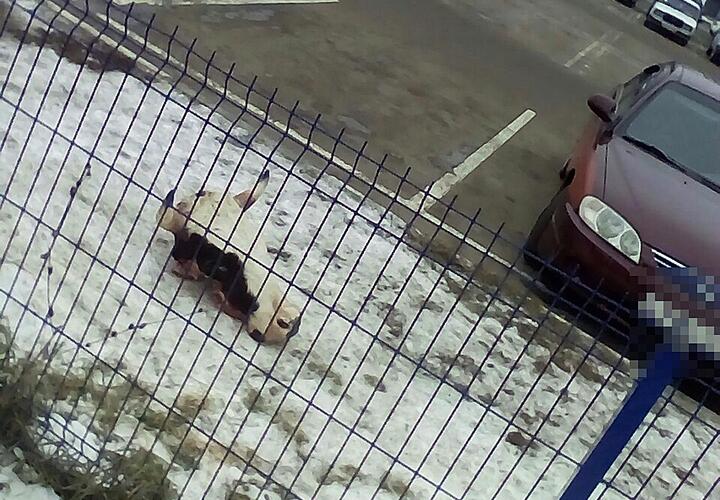 Оторванная Голова