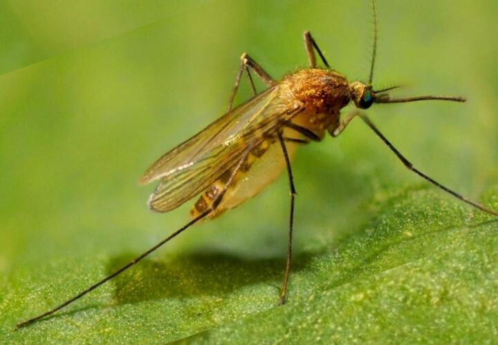 Роспотребнадзор: комары являются переносчиками COVID-19