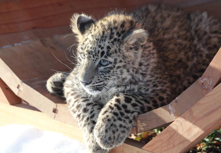 Тривиально назвали детеныша леопарда в Сочи