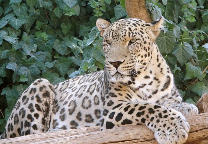В горах Кавказа нашли мертвой самку леопарда