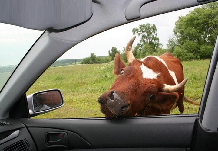В Сочи корова стала участником дорожного движения (ВИДЕО)
