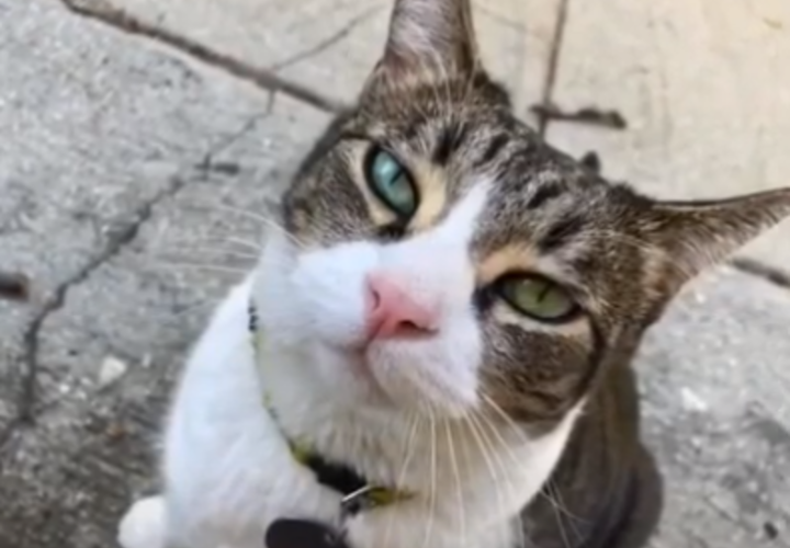 Кошка-клептоманка прославилась в социальных сетях