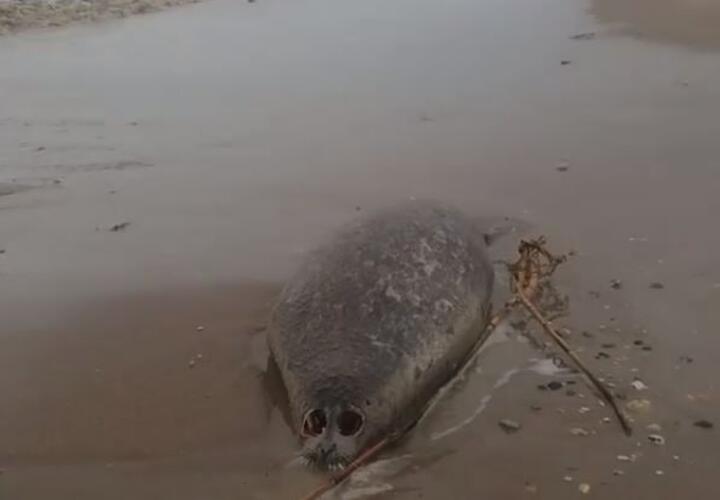 На берег штормом вынесло 17 мертвых тюленей