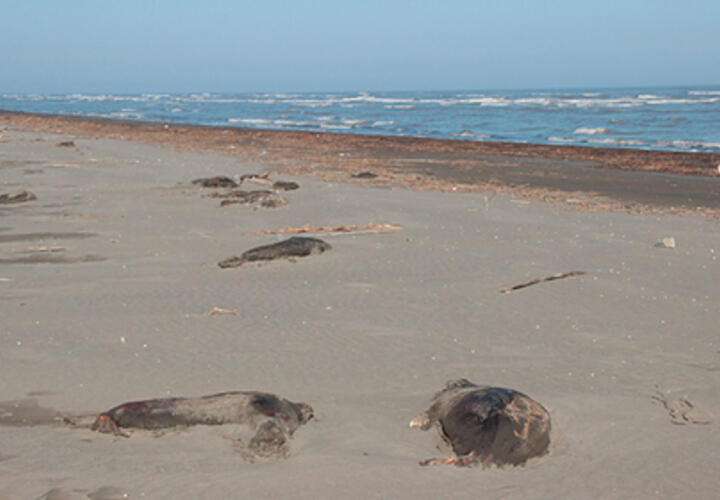 На побережье выбросило сотни мертвых тюленей
