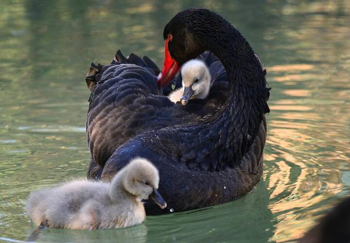 У пары сочинских черных лебедей появилось «внеплановое» потомство
