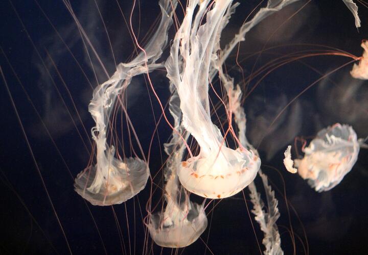 В Черном и Азовском морях планируется промышленная добыча медуз 