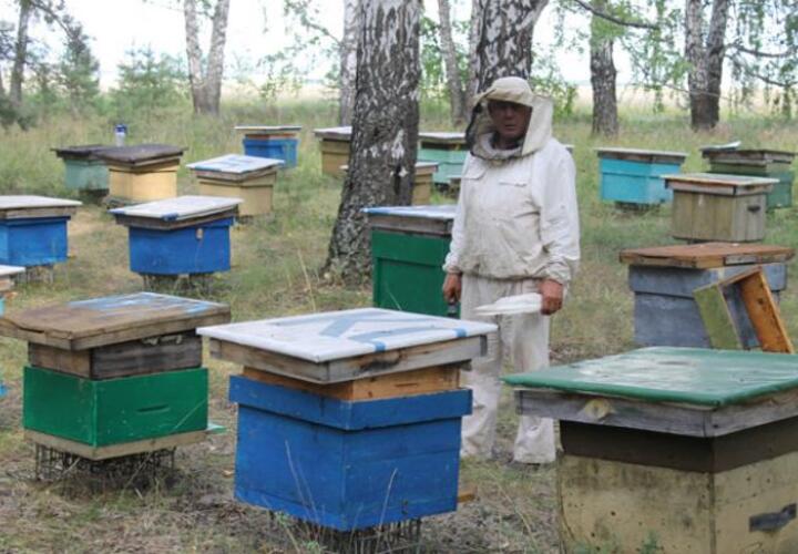 В Госдуме предлагают установить правовые основы развития пчеловодства