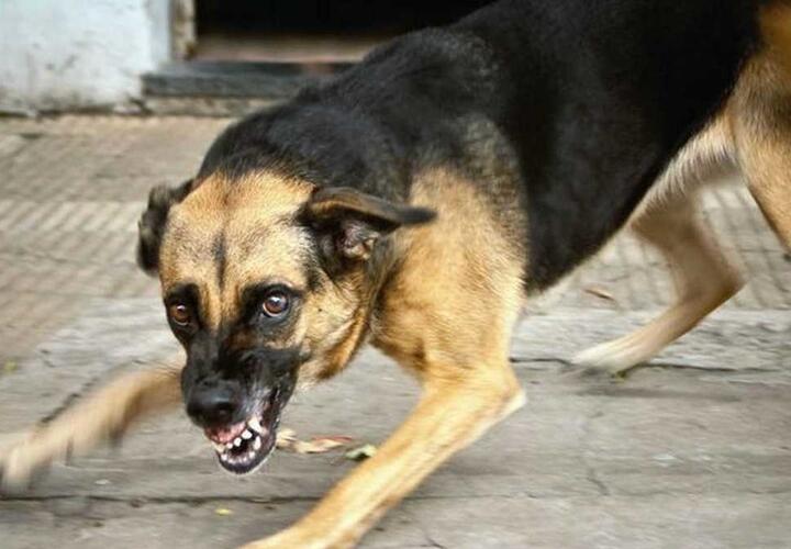 В Краснодарском крае собака с бешенством напала на женщину