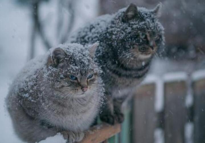 В некоторых районах Краснодарского края пройдут сильные снегопады