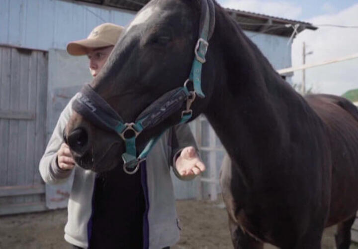Жительница Новороссийска спасла больного коня от бойни