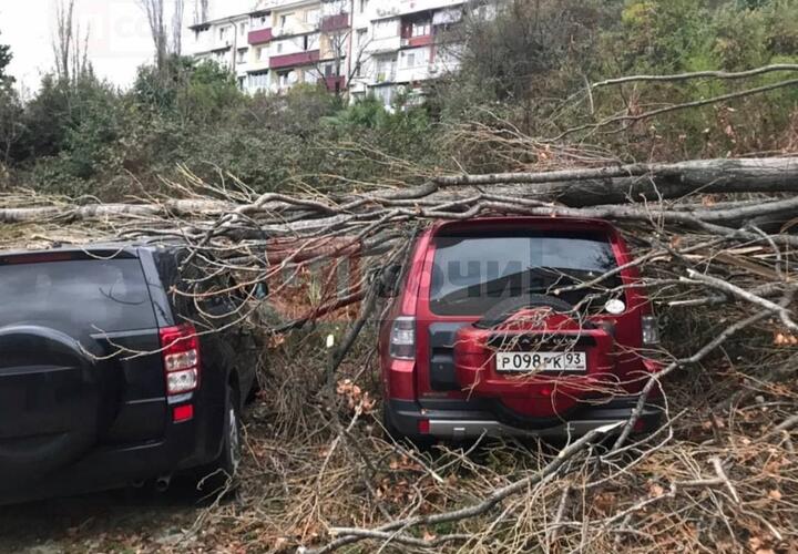 На парковке в Сочи рухнувшее дерево повредило автомобили
