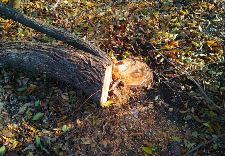 На жителя Кубани завели уголовное дело за спиленные деревья