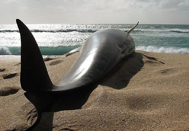 Названы причины частой гибели черноморских дельфинов в 2020 году