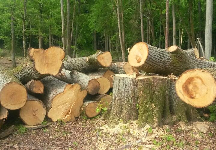 В Анапе вырубили более ста деревьев на восемь миллионов рублей