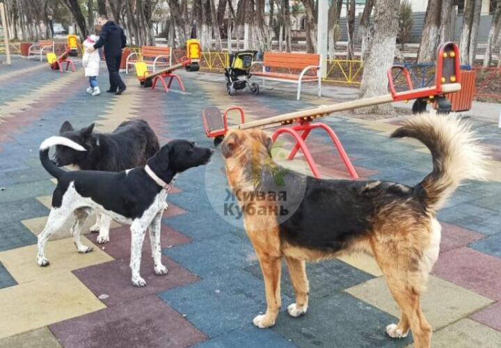 В Геленджике бродячие собаки захватывают детские площадки
