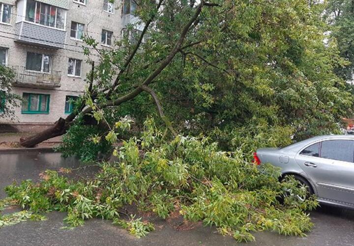 В Сочи на жилой дом рухнуло 40-метрое дерево 