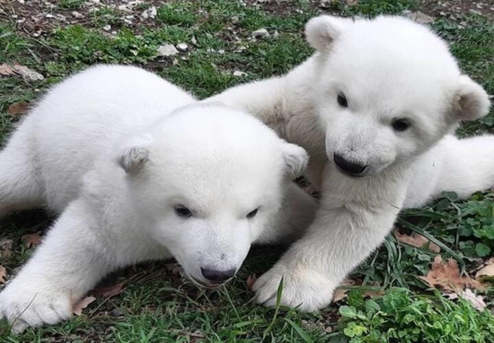 Белым медвежатам из Геленджика хотят дать необычные клички