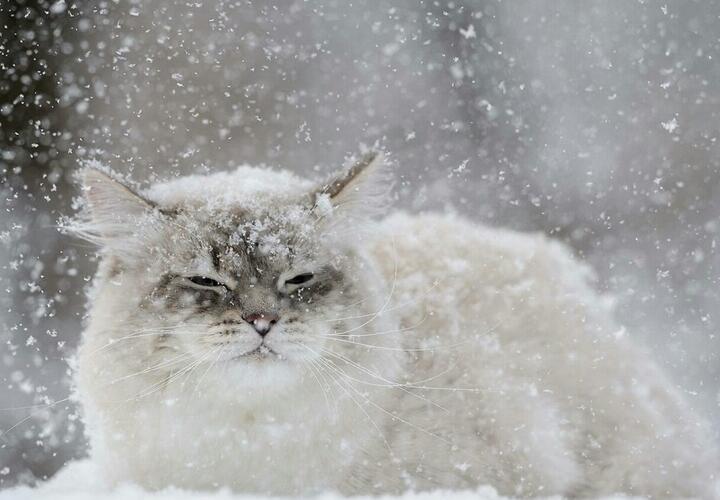 «Белый плен»: в Краснодарском крае продолжатся снегопады 