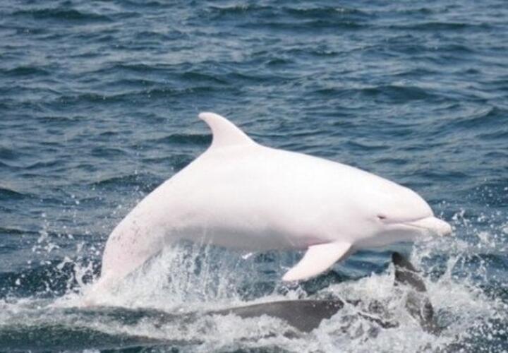 К  берегу Сочи приплыл дельфин-альбинос