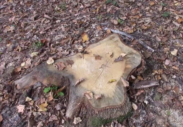 На Кубани «черный лесоруб» уничтожил деревьев на 21 миллион рублей