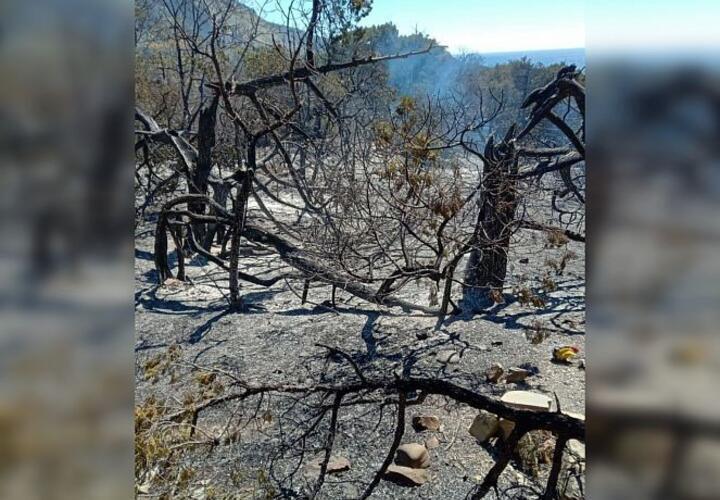 Назван ущерб от пожара в заповеднике «Утриш»
