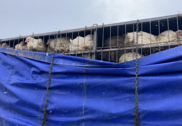 В Краснодарском крае 700 куриц отправили на карантин