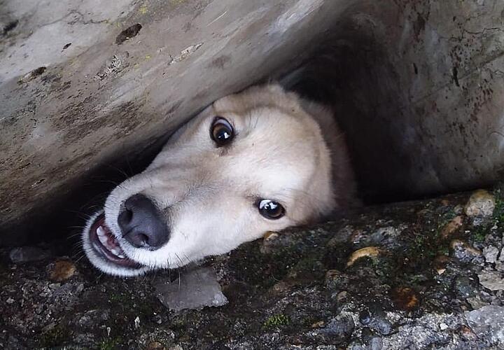В Краснодарском крае пса от неминуемой гибели спасли сотрудники «Кубань-СПАС»