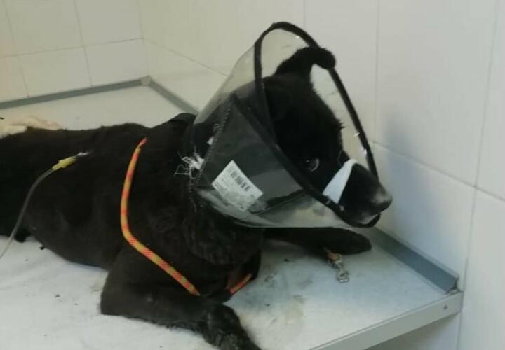 В Новороссийске водитель авто сбил собаку и бросил ее умирать