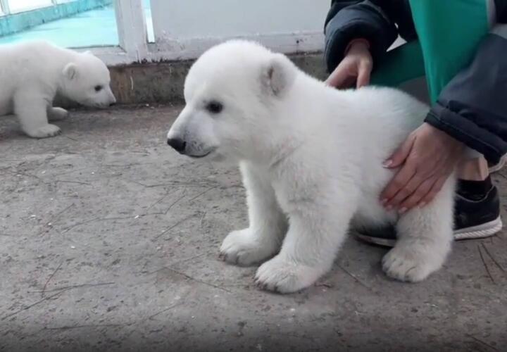В сафари-парке Геленджика сняли на видео белых медвежат (ВИДЕО)