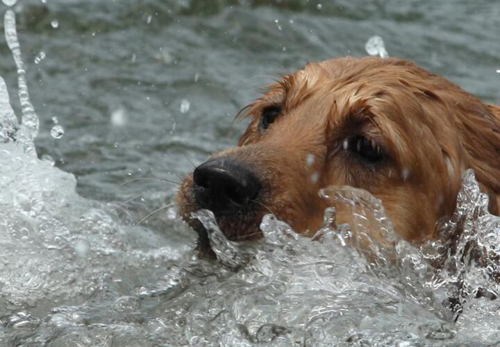 В Сочи девушка, спасая собаку, бросилась в реку (ВИДЕО)