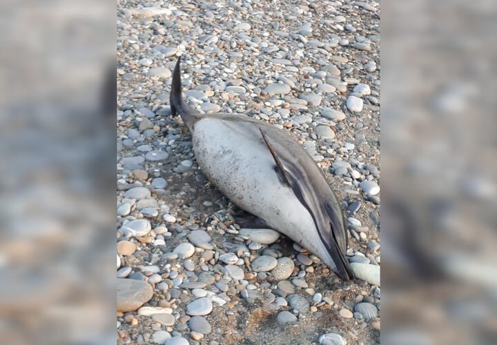 В Сочи на пляже нашли еще одного мертвого дельфина