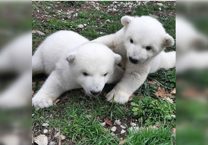 Белые медвежата из «Сафари-парка» Геленджика теперь не безымянные