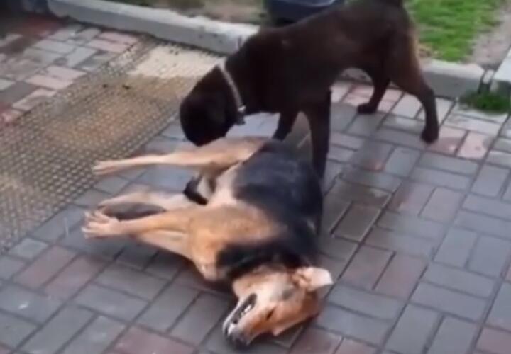 Догхантеры устроили массову травлю собак в Сочи (ВИДЕО)
