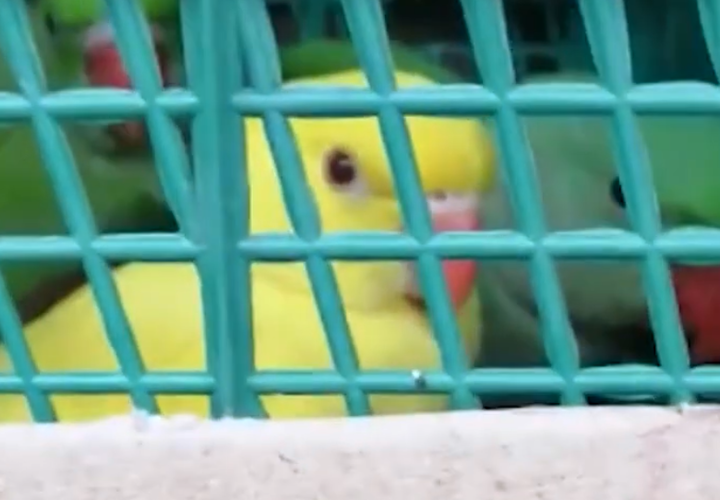 В Краснодарский край пытались ввезти редких попугаев (ВИДЕО)