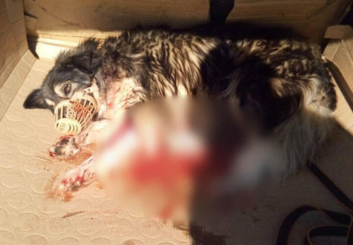В Краснодарском крае неизвестные расстреливают собак
