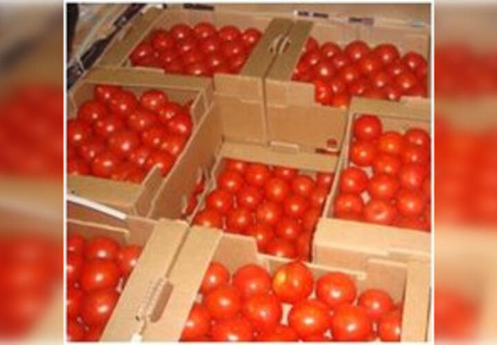 В порт Туапсе прибыло почти 20 тонн зараженных томатов