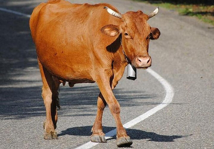 В Сочи очередная корова попала под колеса авто (ВИДЕО)