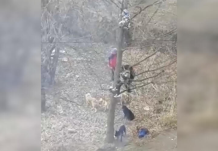 Бродячие собаки загнали школьников на дерево ВИДЕО