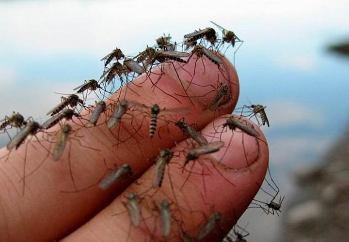 Массовое нашествие комаров ожидает кубанцев к Первомаю