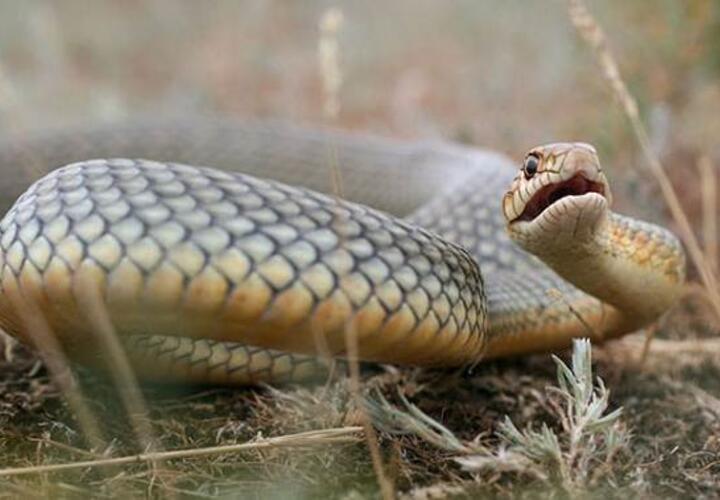 Желтобрюх Змея В Краснодарском Крае Фото