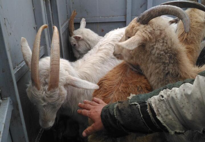 В Краснодарском крае 17 коз перевозили без ветеринарных документов
