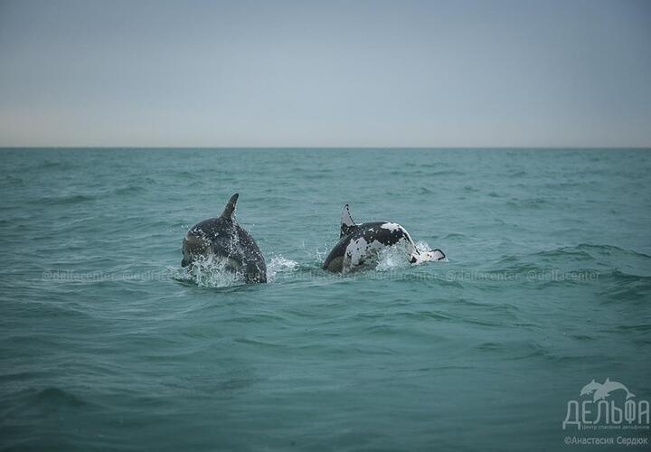 В Сочи наблюдали пятнистого дельфина