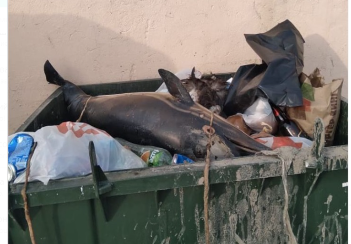 В Туапсе выбросили в мусорный бак мертвого дельфина