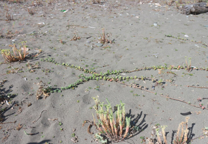 По пляжам Сочи распространяется ядовитое растение