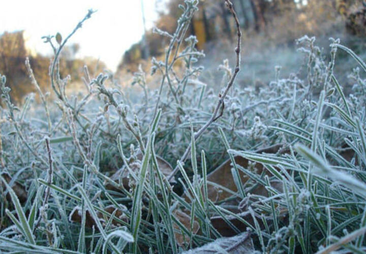 Сегодня в Краснодарском крае ударили заморозки
