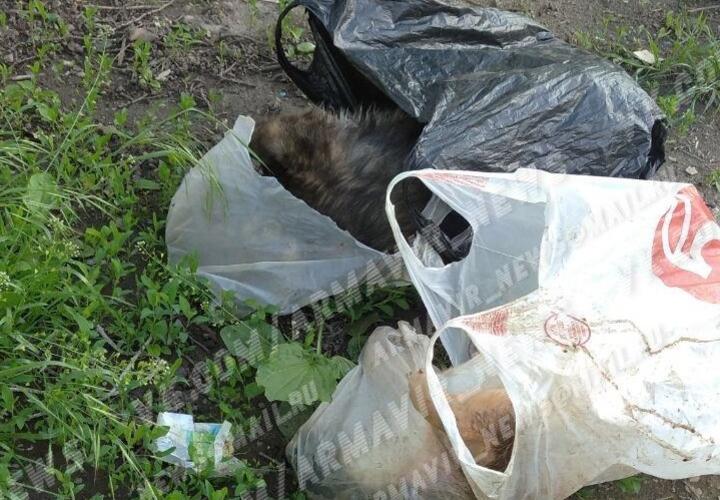 В Армавире женщина выбросила трупы собак возле детской площадки