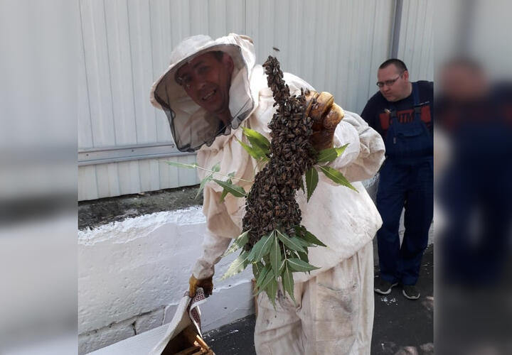 В Новороссийске рой пчел поселился в детском саду ВИДЕО