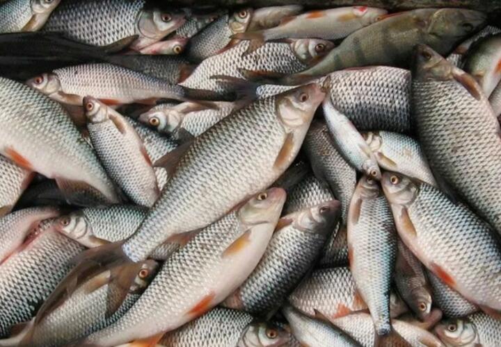 Жители Краснодарского края похитили 150 килограммов рыбы и фотоловушку