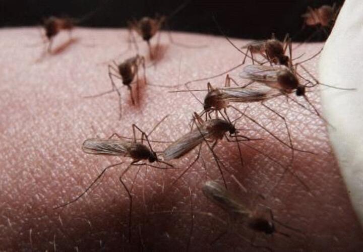 Жители Краснодарского края жалуются на нашествие комаров ВИДЕО